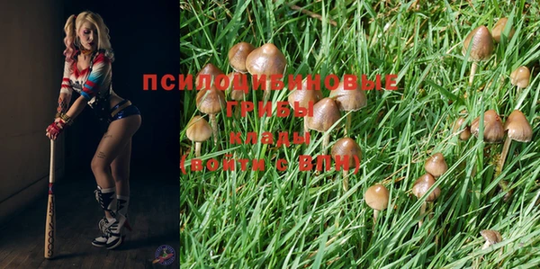 PSILOCYBIN Вяземский